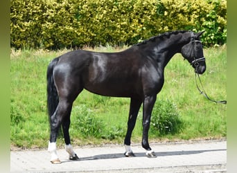 KWPN, Jument, 7 Ans, 175 cm, Noir