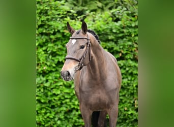 KWPN, Jument, 7 Ans, Bai brun