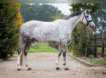 KWPN, Jument, 7 Ans, Gris