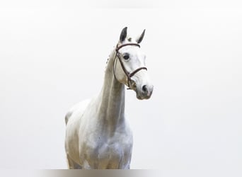 KWPN, Jument, 8 Ans, 161 cm, Gris