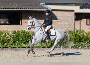 KWPN, Jument, 8 Ans, 161 cm, Gris