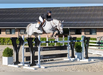 KWPN, Jument, 8 Ans, 161 cm, Gris