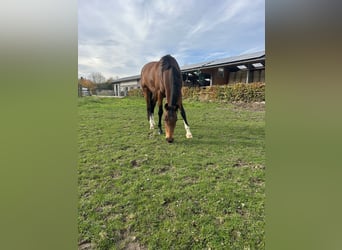 KWPN, Jument, 8 Ans, 163 cm, Bai