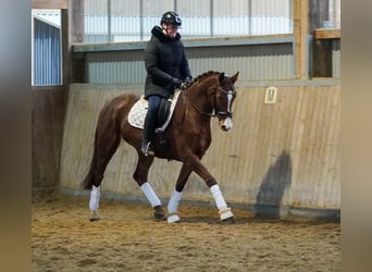 KWPN, Jument, 8 Ans, 164 cm, Alezan brûlé