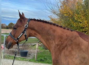 KWPN, Jument, 8 Ans, 164 cm, Alezan brûlé