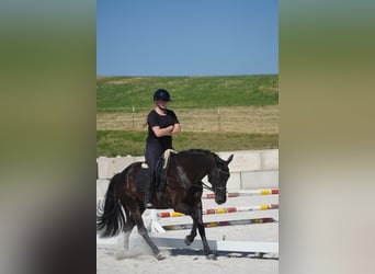 KWPN, Jument, 8 Ans, 164 cm, Noir