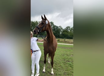KWPN, Jument, 8 Ans, 165 cm, Alezan