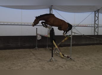 KWPN, Jument, 8 Ans, 165 cm, Bai