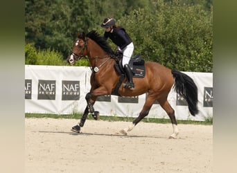 KWPN, Jument, 8 Ans, 165 cm, Bai