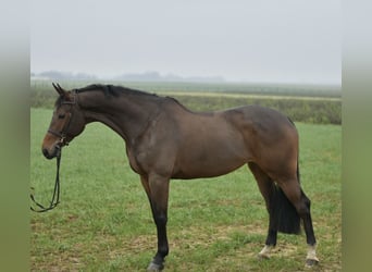 KWPN, Jument, 8 Ans, 167 cm