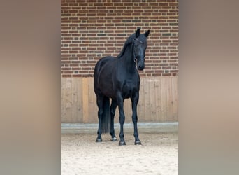 KWPN, Jument, 8 Ans, 168 cm, Noir