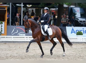KWPN, Jument, 8 Ans, 169 cm, Bai