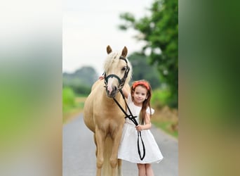 KWPN, Jument, 8 Ans, 170 cm, Alezan brûlé