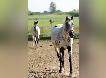 KWPN, Jument, 8 Ans, 170 cm, Alezan brûlé