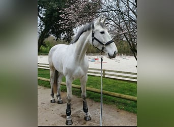 KWPN, Jument, 8 Ans, 170 cm, Gris