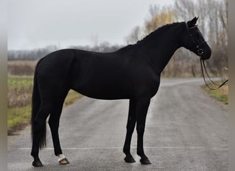 KWPN, Jument, 8 Ans, 170 cm, Noir