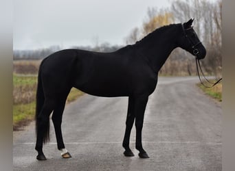 KWPN, Jument, 8 Ans, 170 cm, Noir