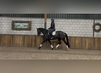 KWPN, Jument, 8 Ans, 171 cm