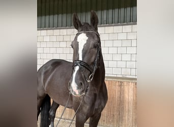 KWPN, Jument, 8 Ans, 172 cm, Noir