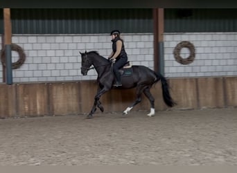 KWPN, Jument, 8 Ans, 172 cm, Noir