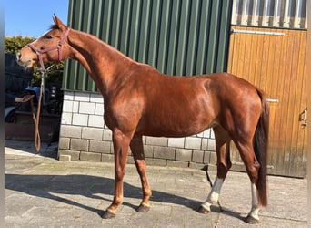 KWPN, Jument, 8 Ans, 174 cm, Alezan