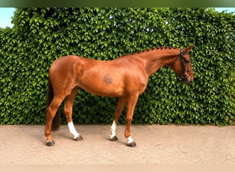 KWPN, Jument, 8 Ans, Alezan