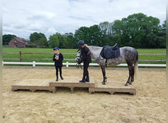 KWPN Croisé, Jument, 9 Ans, 142 cm, Gris pommelé