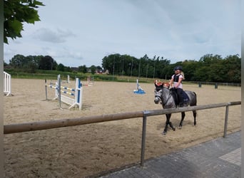 KWPN Croisé, Jument, 9 Ans, 142 cm, Gris pommelé