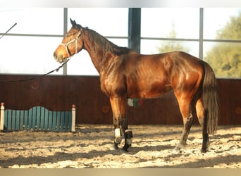 KWPN, Jument, 9 Ans, 164 cm, Bai cerise