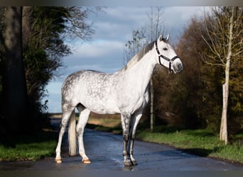 KWPN, Jument, 9 Ans, 164 cm, Gris