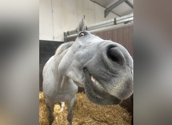 KWPN, Jument, 9 Ans, 164 cm, Gris