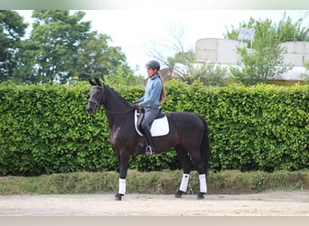 KWPN, Jument, 9 Ans, 164 cm, Noir