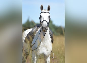 KWPN, Jument, 9 Ans, 165 cm, Gris