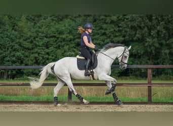 KWPN, Jument, 9 Ans, 165 cm, Gris