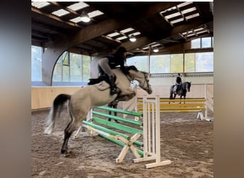 KWPN, Jument, 9 Ans, 166 cm, Gris pommelé