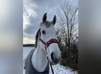 KWPN, Jument, 9 Ans, 166 cm, Gris pommelé