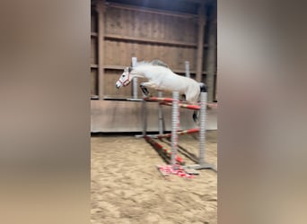 KWPN, Jument, 9 Ans, 166 cm, Gris pommelé