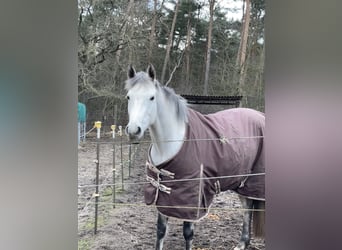 KWPN, Jument, 9 Ans, 166 cm, Gris pommelé