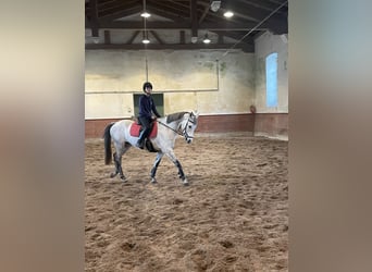 KWPN, Jument, 9 Ans, 166 cm, Gris pommelé
