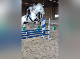 KWPN, Jument, 9 Ans, 166 cm, Gris pommelé