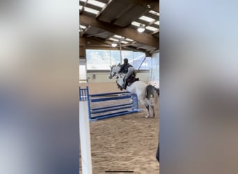 KWPN, Jument, 9 Ans, 166 cm, Gris pommelé