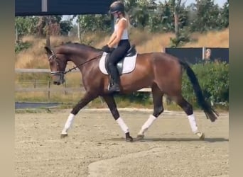 KWPN, Jument, 9 Ans, 167 cm, Bai