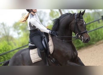 KWPN, Jument, 9 Ans, 168 cm, Bai brun