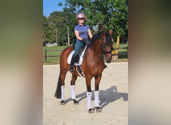 KWPN, Jument, 9 Ans, 168 cm, Bai