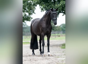 KWPN, Jument, 9 Ans, 168 cm, Noir