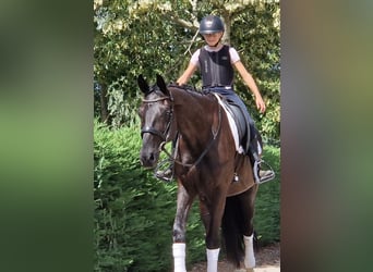 KWPN, Jument, 9 Ans, 169 cm, Noir