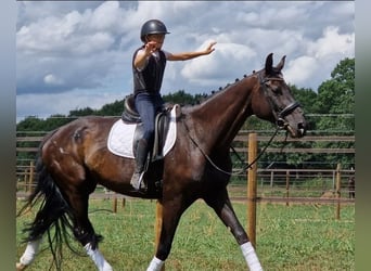 KWPN, Jument, 9 Ans, 169 cm, Noir