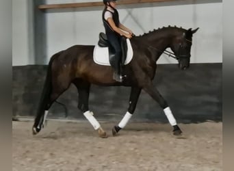 KWPN, Jument, 9 Ans, 169 cm, Noir