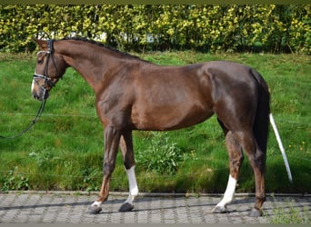 KWPN, Jument, 9 Ans, 170 cm, Alezan brûlé KWPN, Jument, 9 Ans, 170 cm, Alezan brûlé