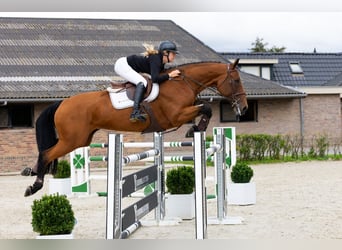 KWPN, Jument, 9 Ans, 171 cm, Bai KWPN, Jument, 9 Ans, 171 cm, Bai